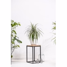 Květinový stojan. Jednotlivé Model:648