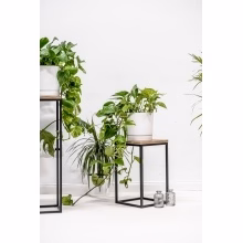 Květinový stojan. Jednotlivé Model:648