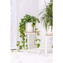 Květinový stojan. Jednotlivé Model:648