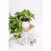 Květinový stojan. Jednotlivé Model:648