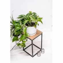 Květinový stojan. Jednotlivé Model:648