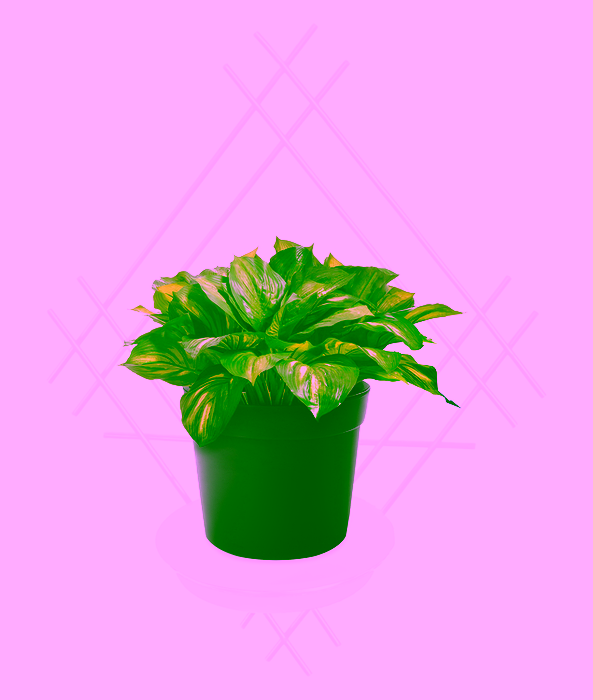 Nástěnný květinový truhlík Model:82