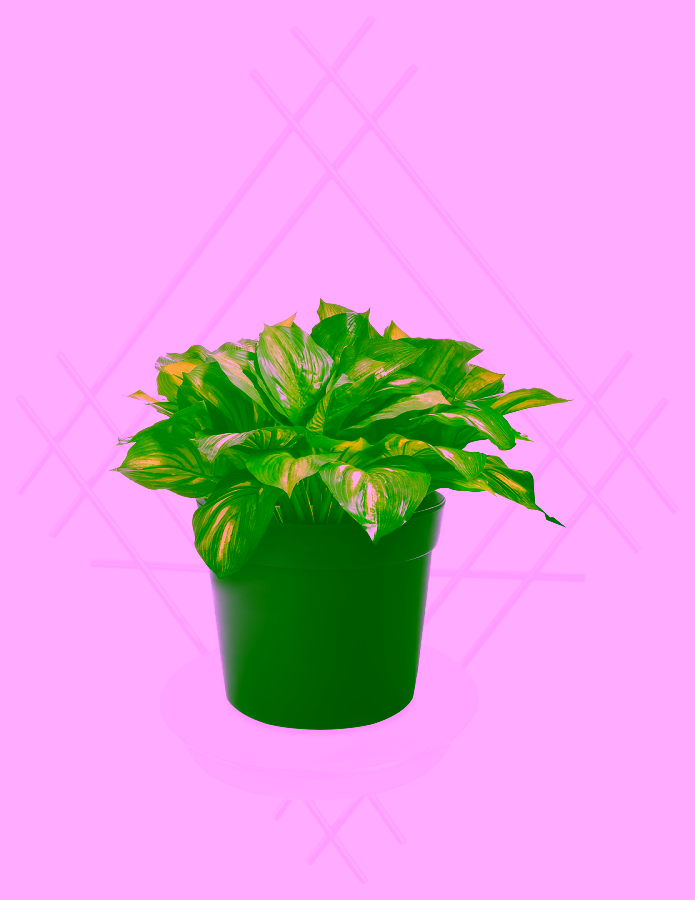 Nástěnný květinový truhlík Model:82