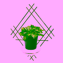 Nástěnný květinový truhlík